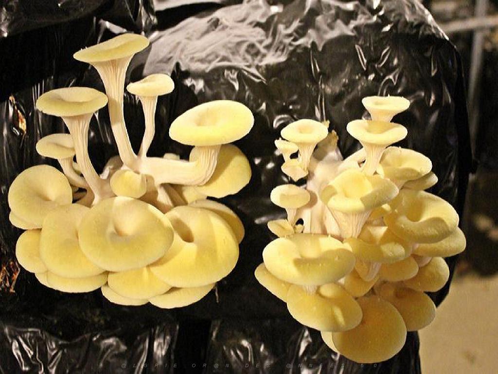 149 MUSEE DU CHAMPIGNON A  SAUMUR 2016 1_000050.jpg